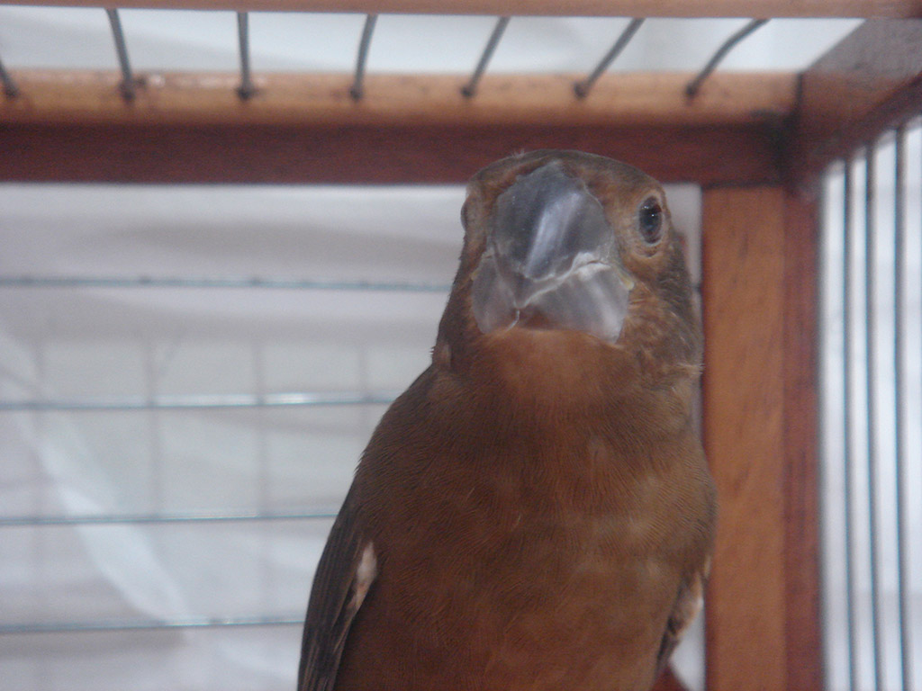 Bicudo Fêmea Bicudo Fêmea