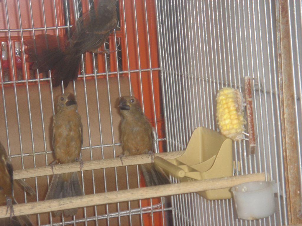 Bicudo Filhote Bicudo Filhote