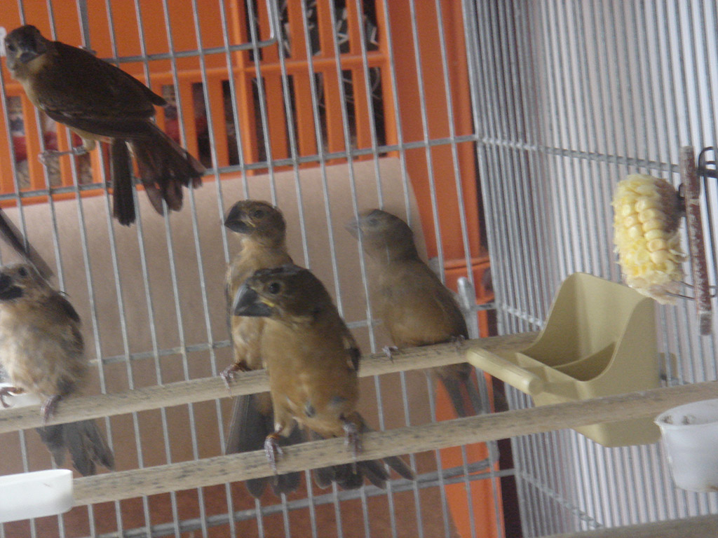 Bicudo Filhote Bicudo Filhote