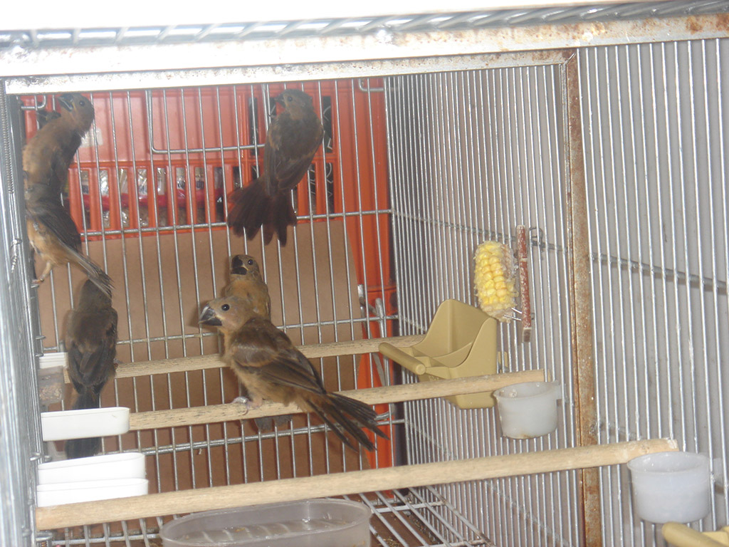 Bicudo Filhote Bicudo Filhote