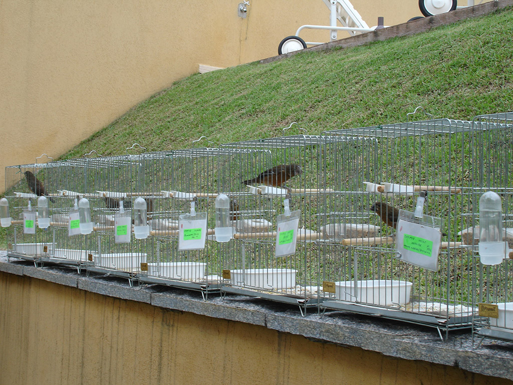 Bicudo Filhote Bicudo Filhote