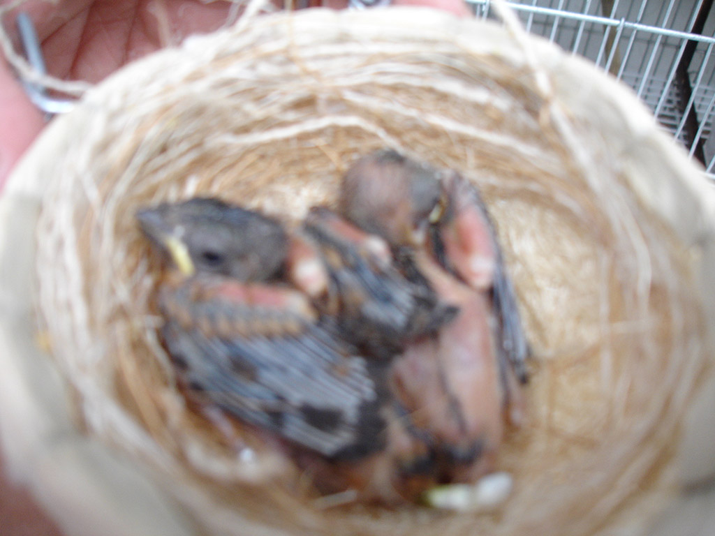 Bicudo Filhote Bicudo Filhote