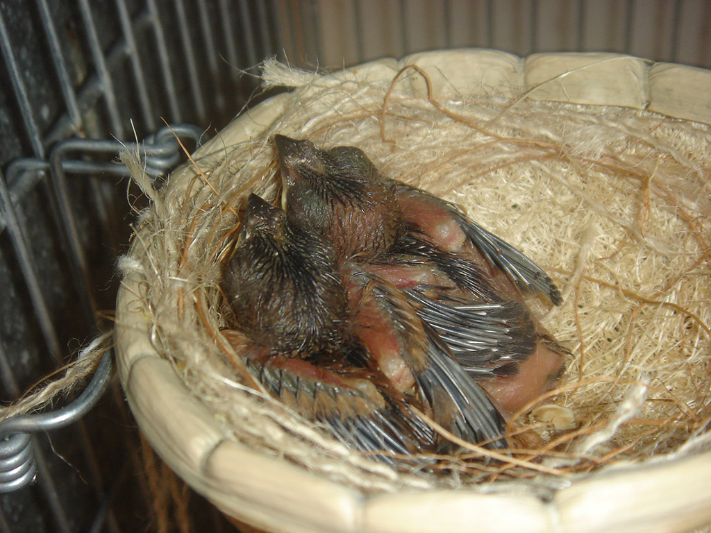 Bicudo Filhote Bicudo Filhote