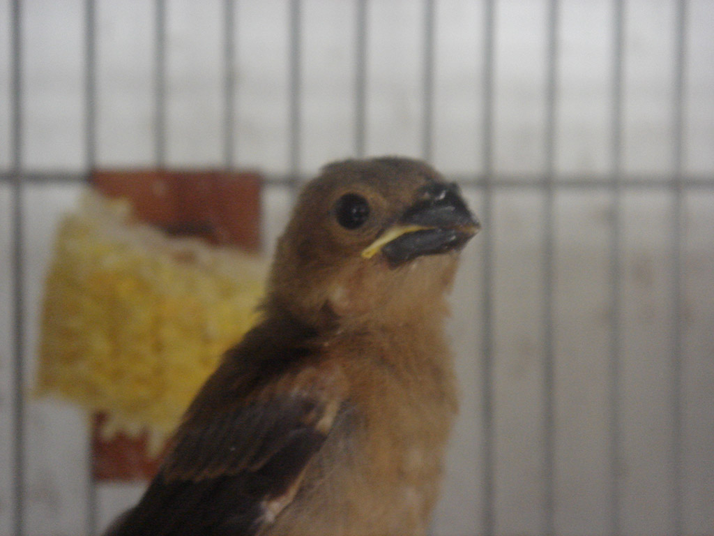 Bicudo Filhote Bicudo Filhote