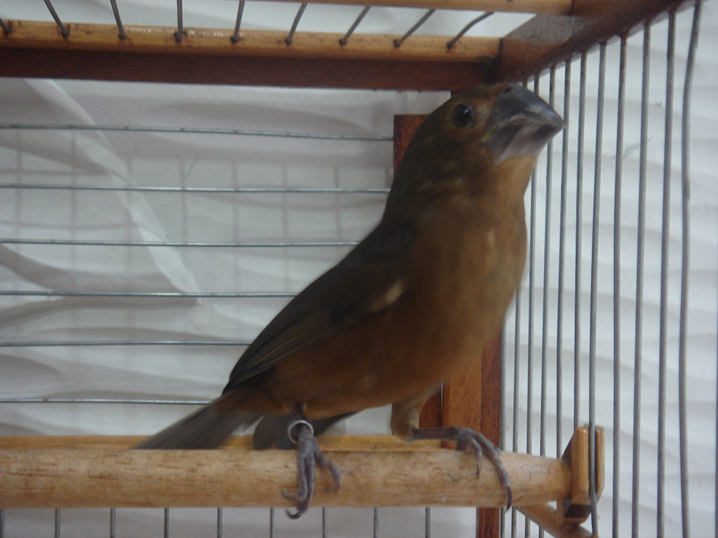 Bicudo Fêmea Bicudo Fêmea