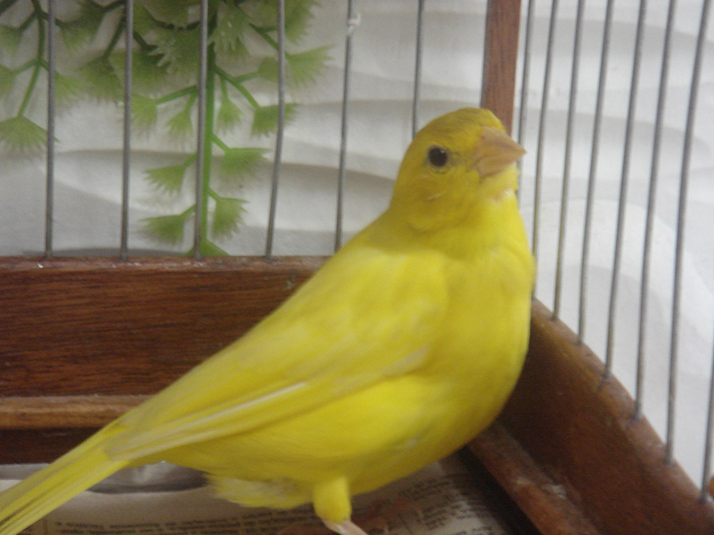 Canário da Terra Canário da Terra