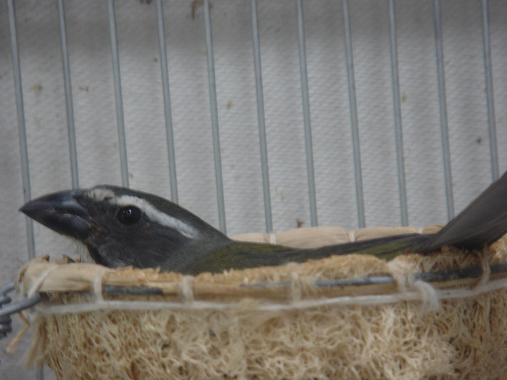 Trinca Femeá Trinca Femeá