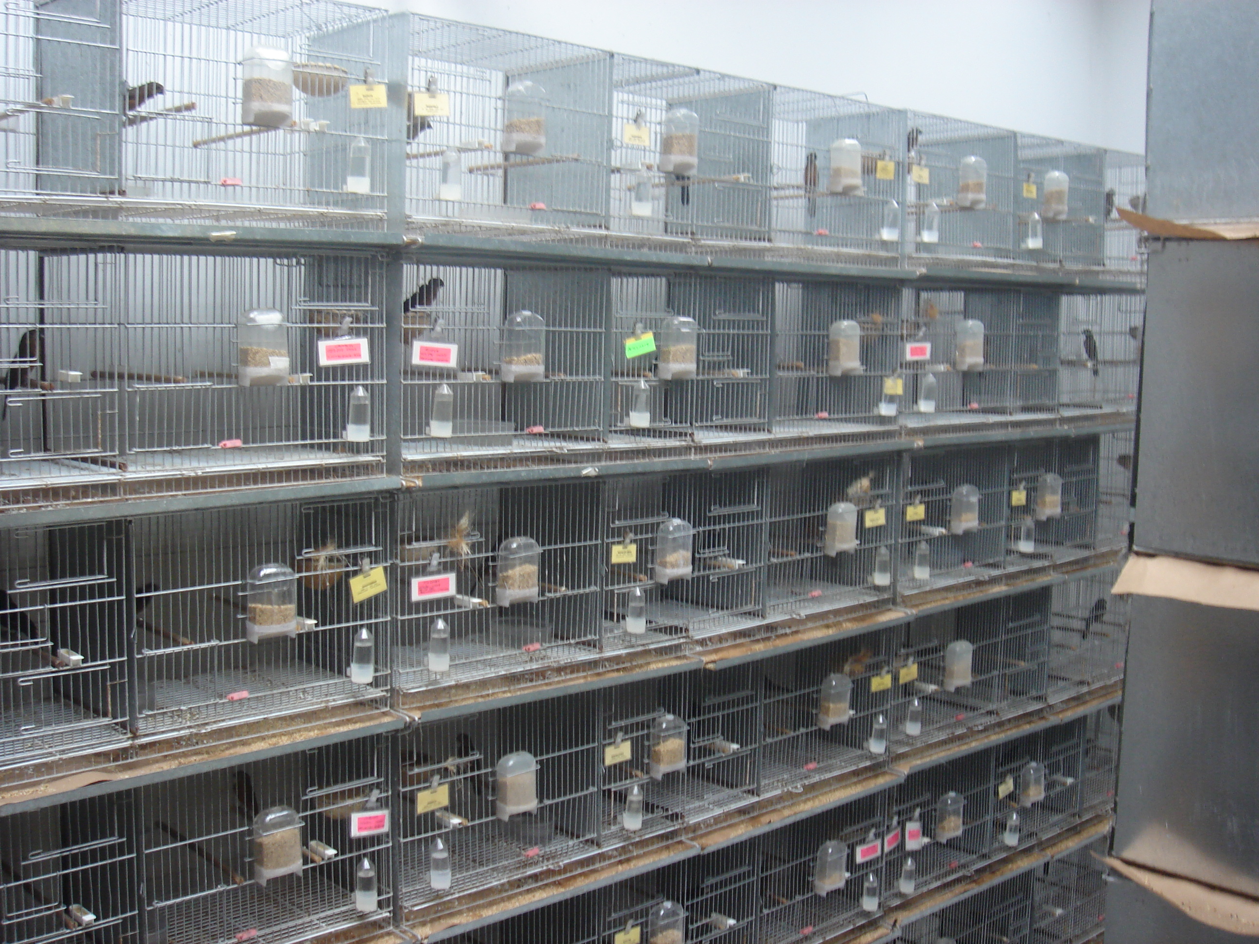 Criação de Curiós Criação de Curiós