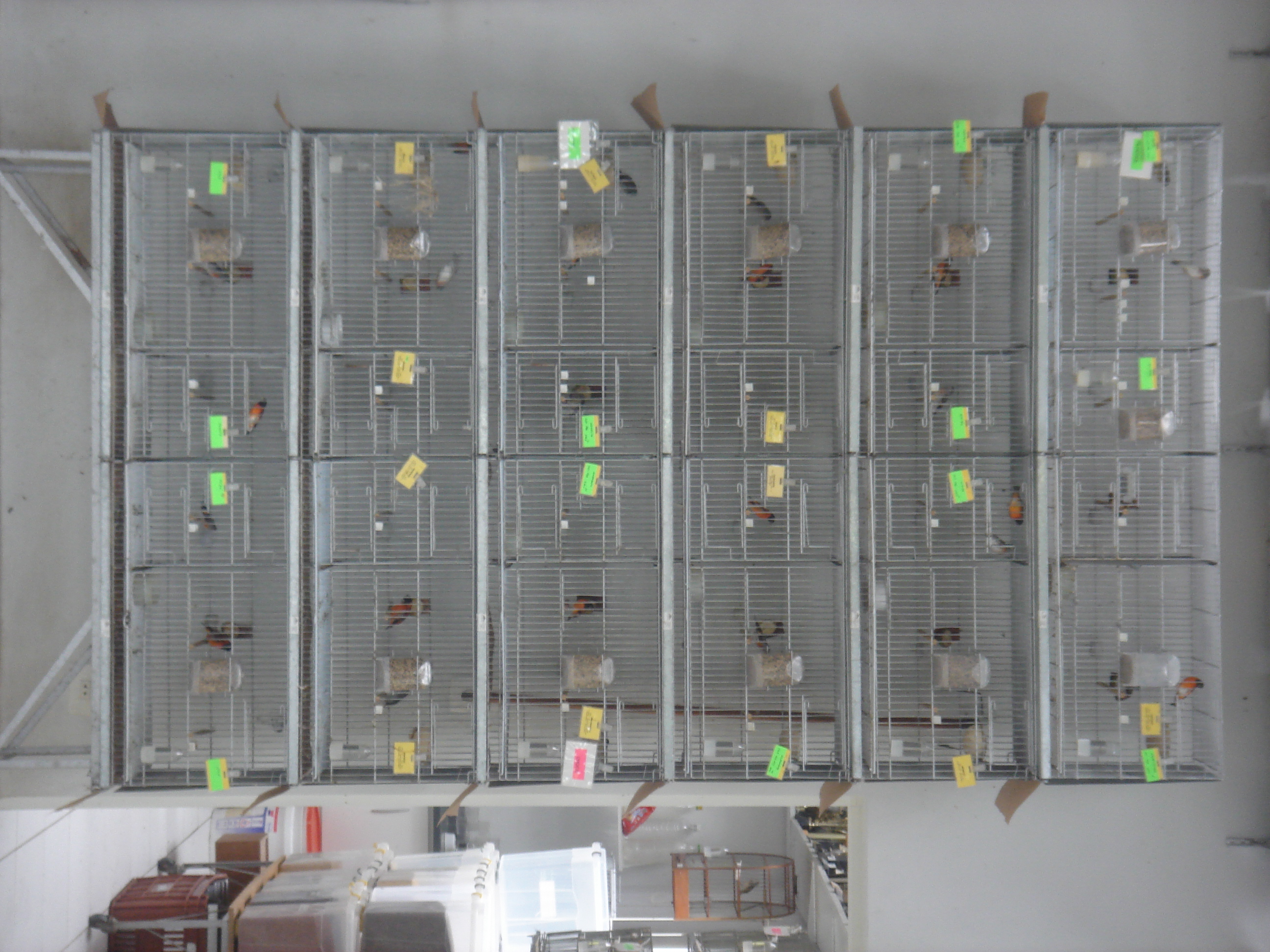 Criação de Tarin Criação de Tarin