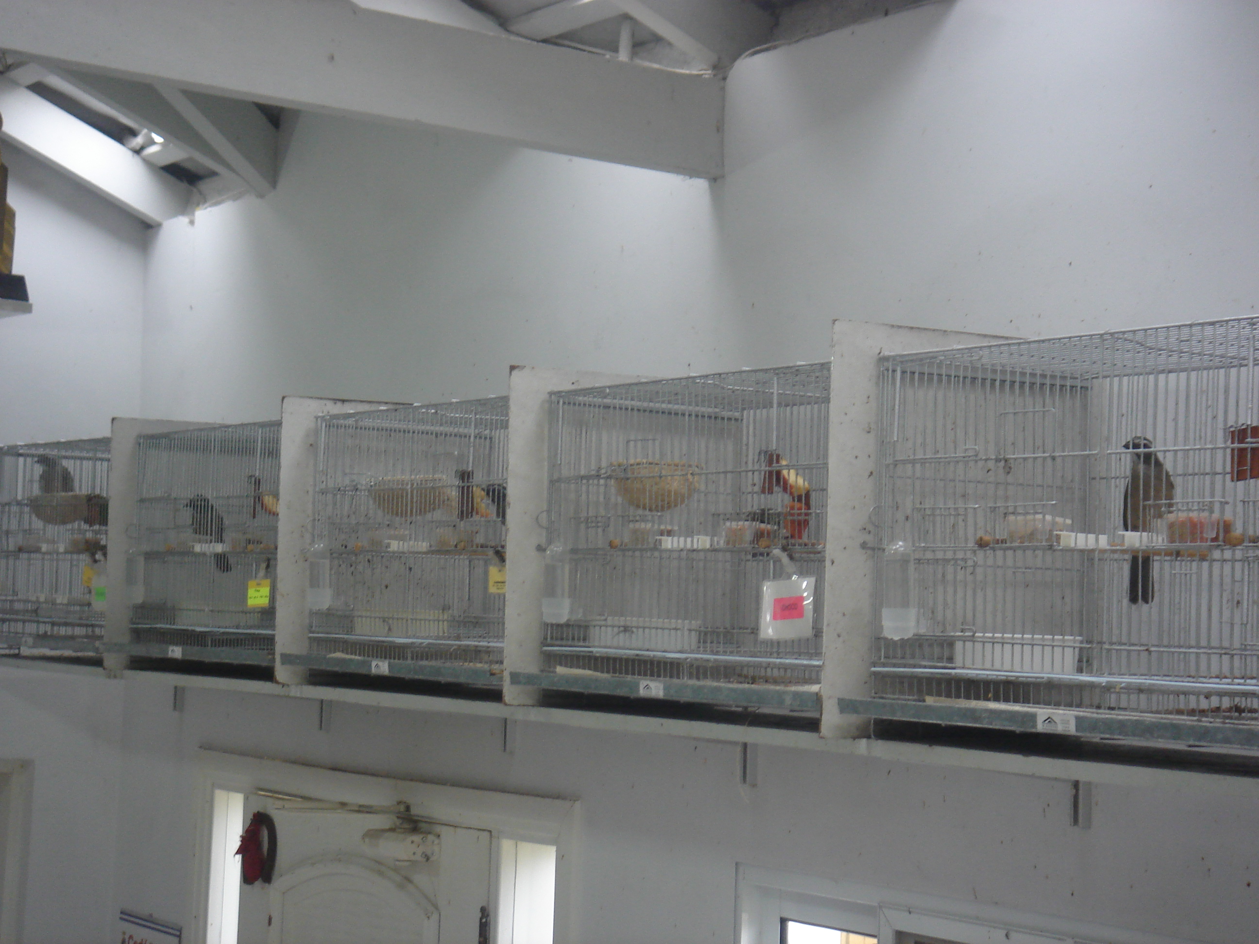 Criação de Trinca Criação de Trinca