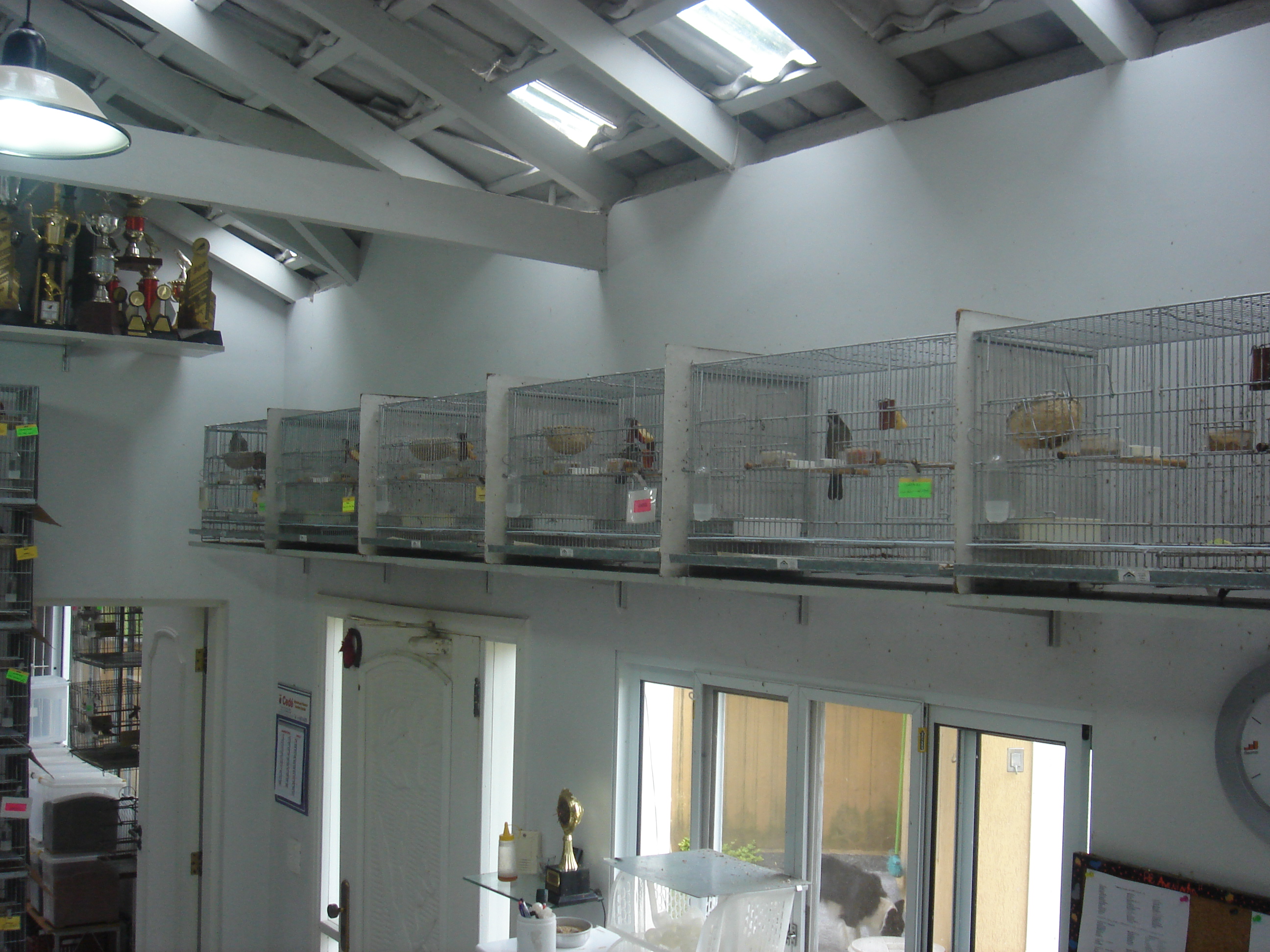 Criação de Trinca Criação de Trinca